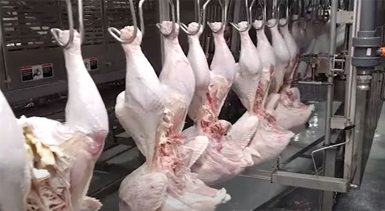 slaughterhouse chickens