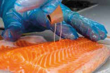 Innsopexion Fish Detection Salmon